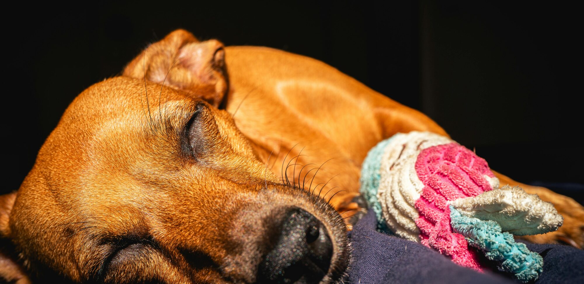 pexels-sonny-vermeer-505472791-20348444