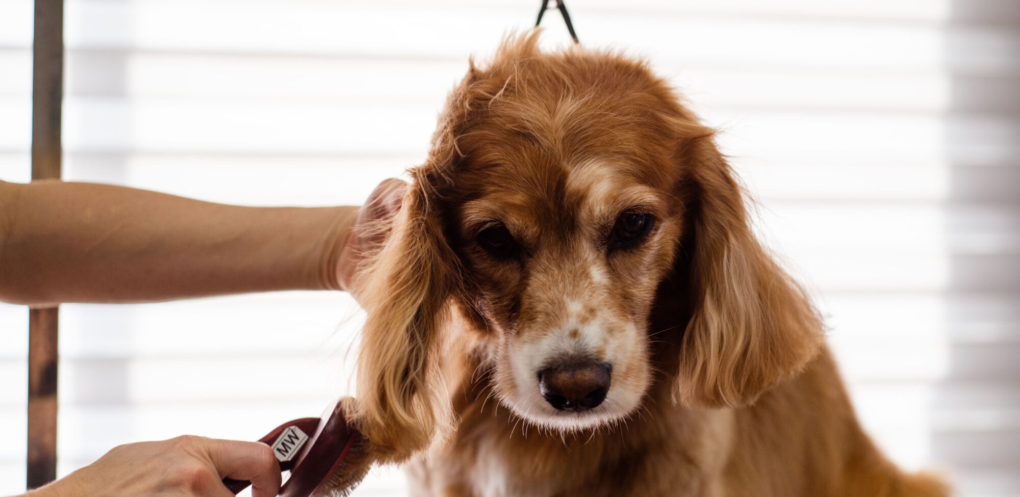 pexels-goochie-poochie-19145879