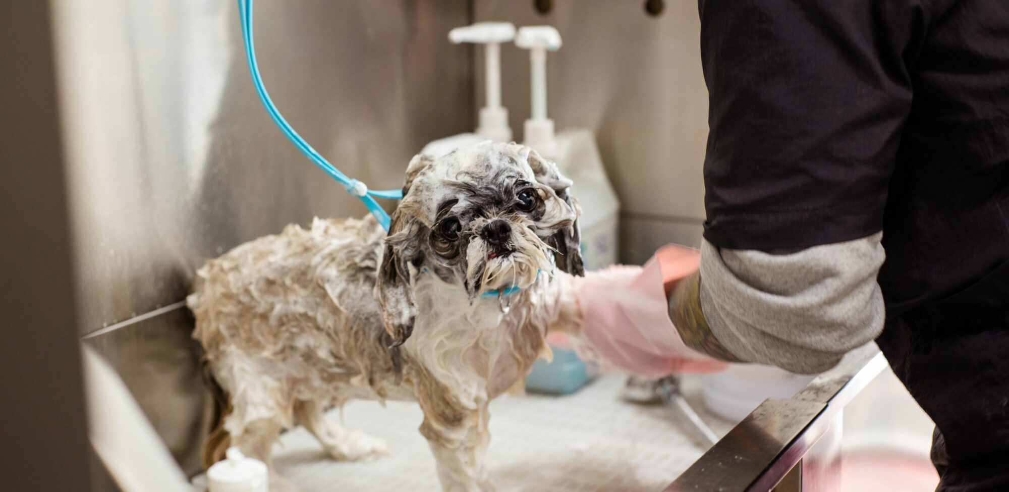pexels-goochie-poochie-19145881